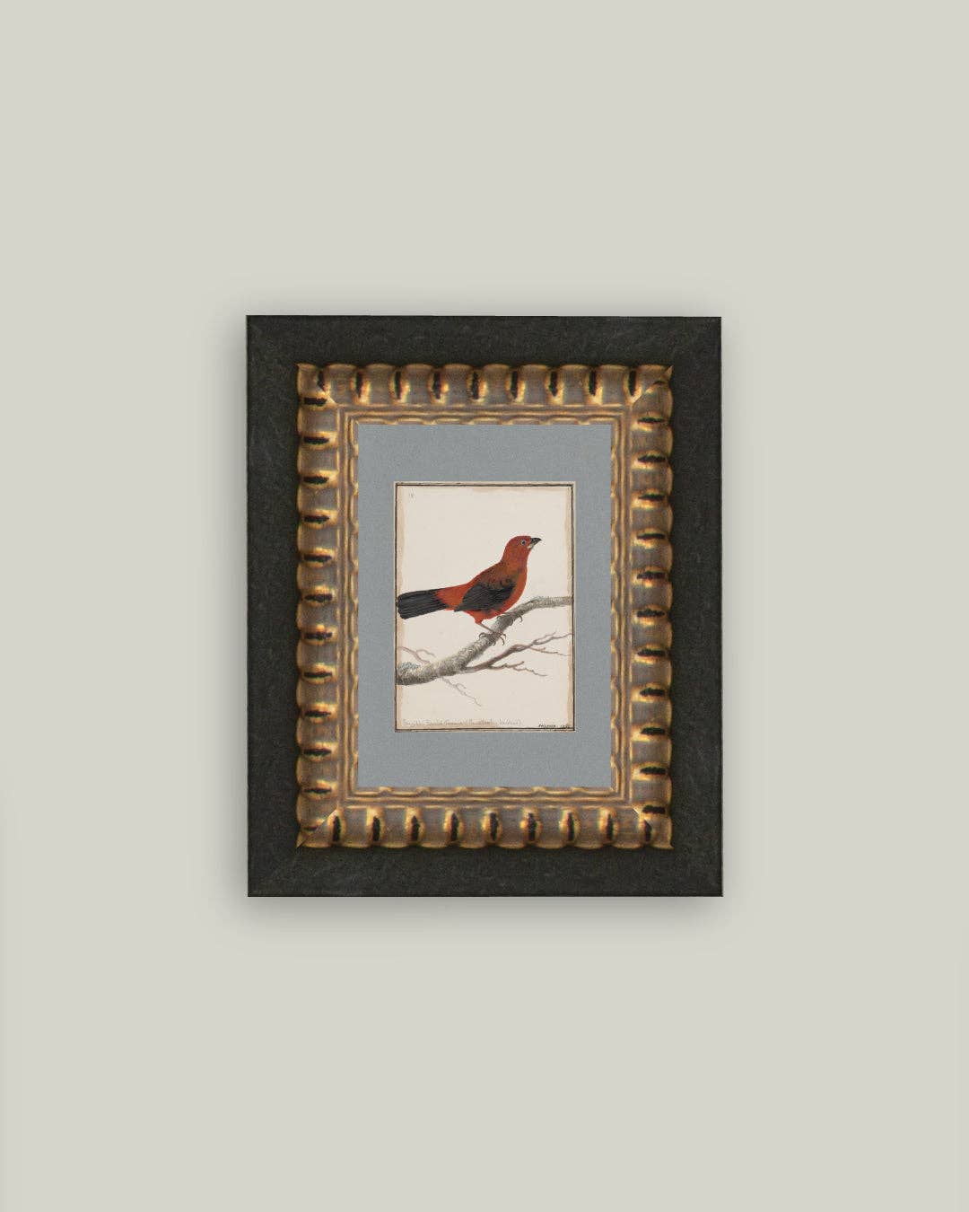 Red Bird