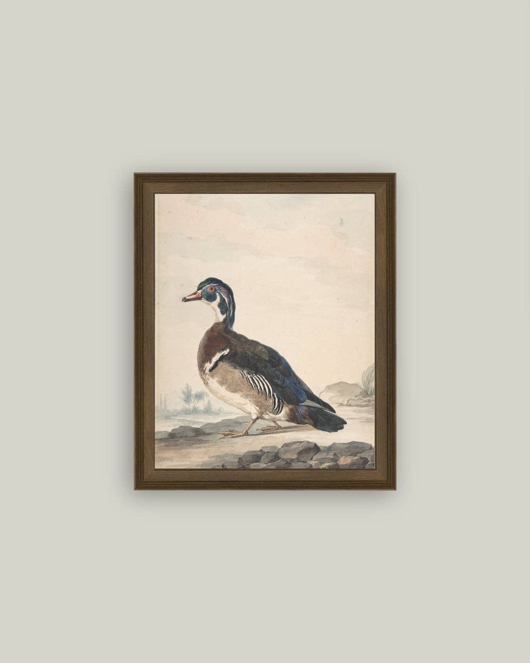 A Duck