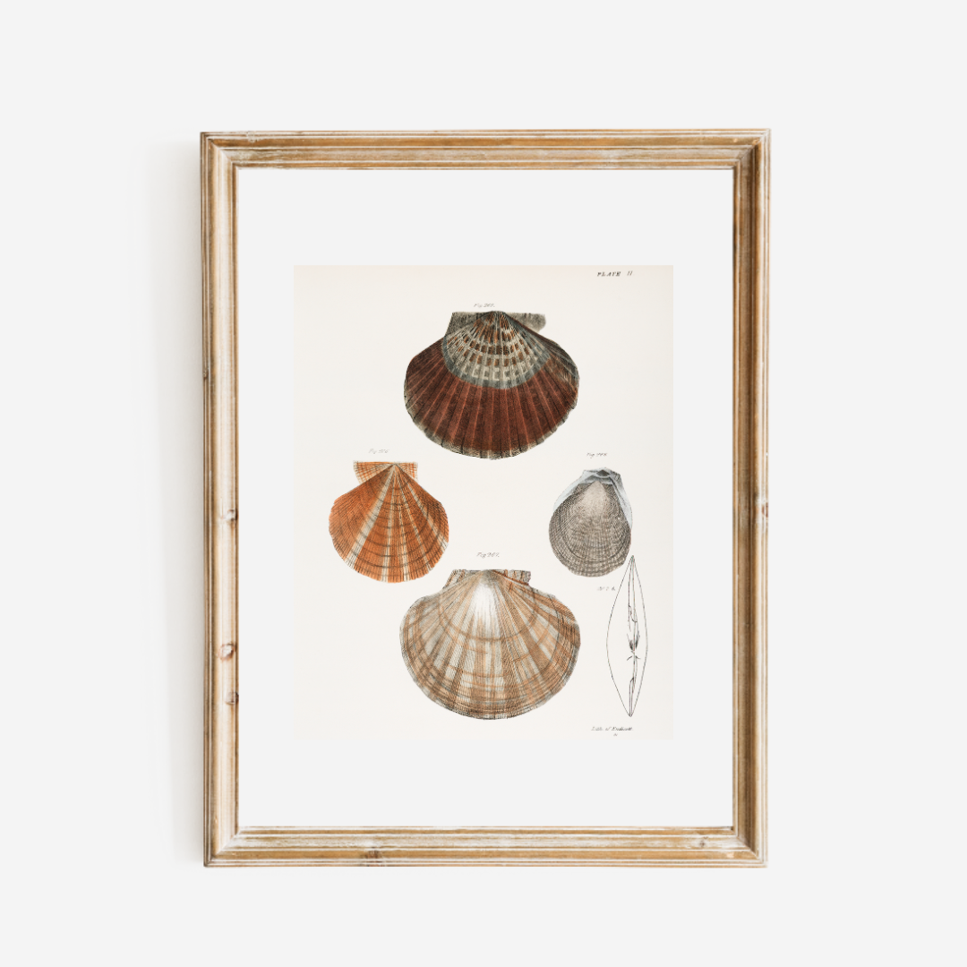 Seashells Antique Art Print