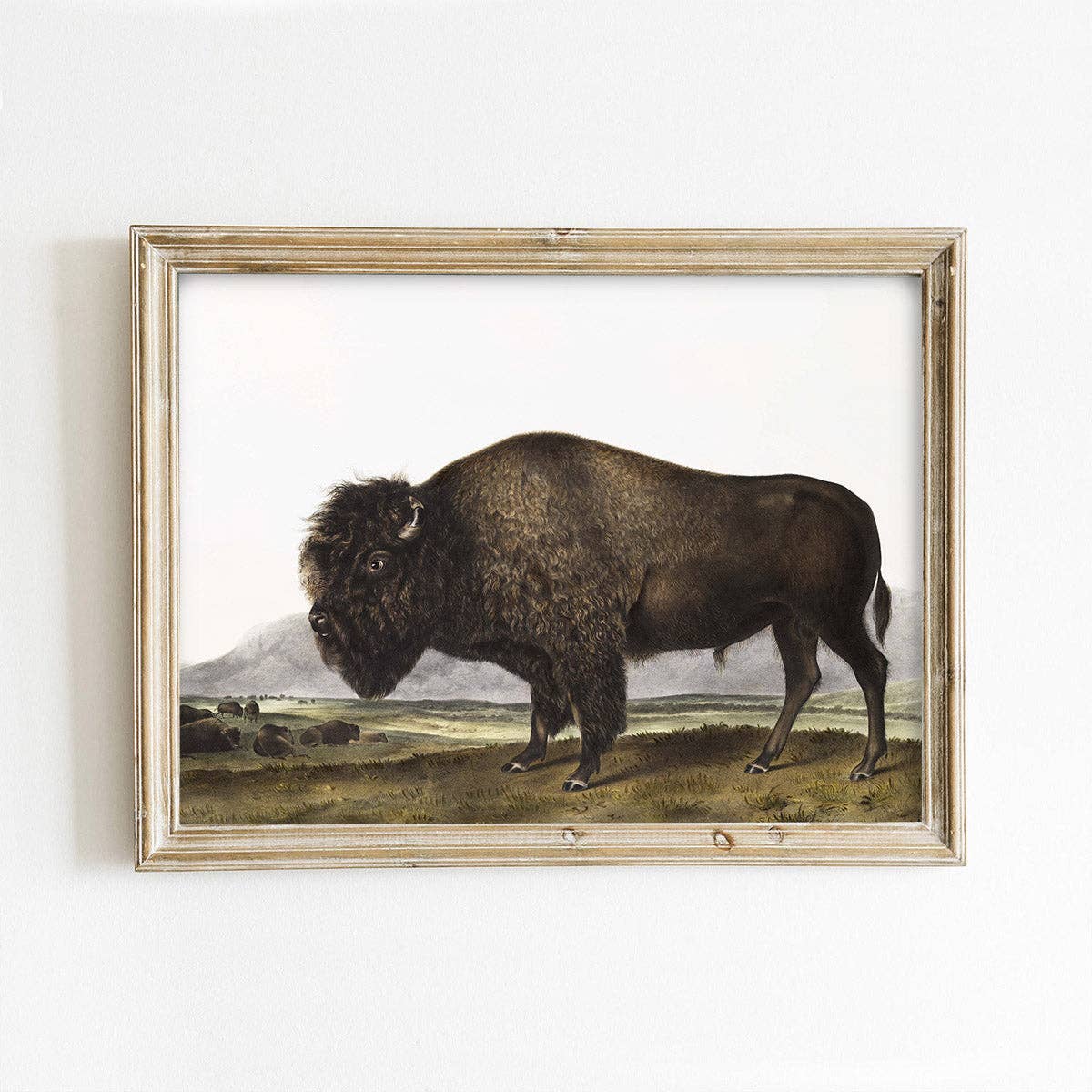 Brown Buffalo Vintage Art Print