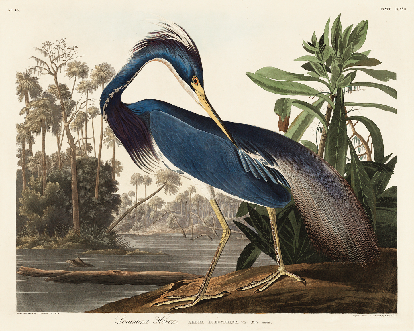 Louisiana Heron Antique Art Print