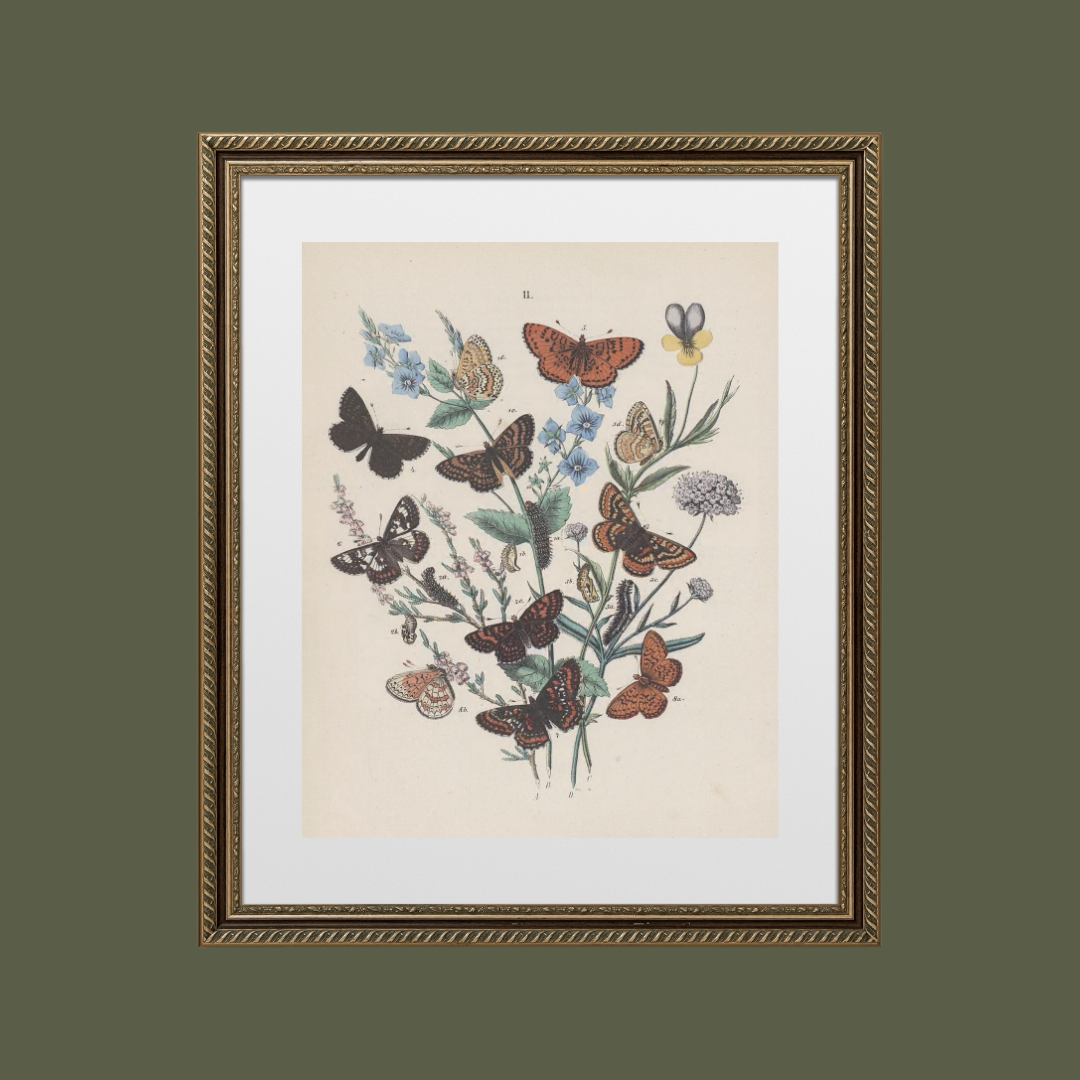 Butterflies Antique Print II