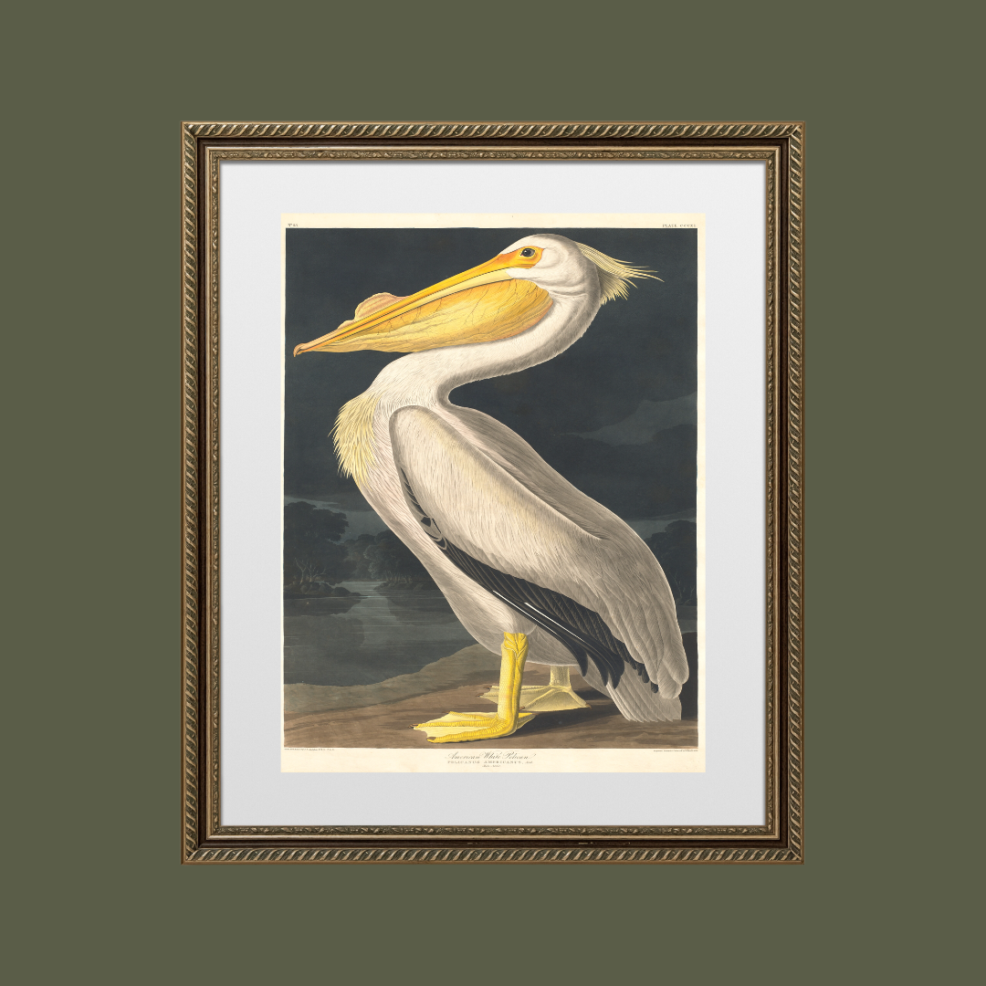 American White Pelican Antique Art Print