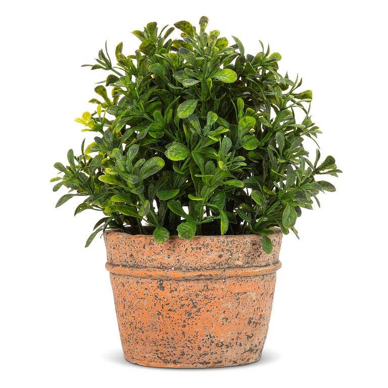 Boxwood Plant in Natural Pot-7"H