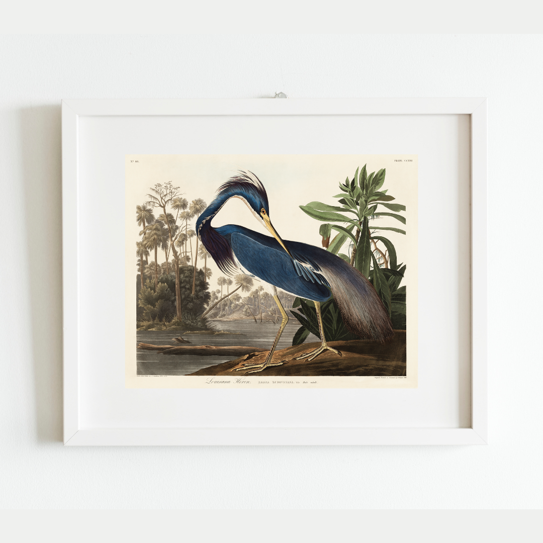 Louisiana Heron Antique Art Print