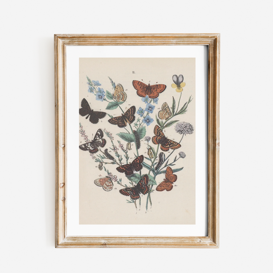 Butterflies Antique Print II