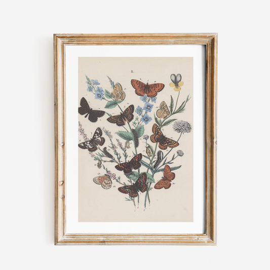 Butterflies Antique Print II