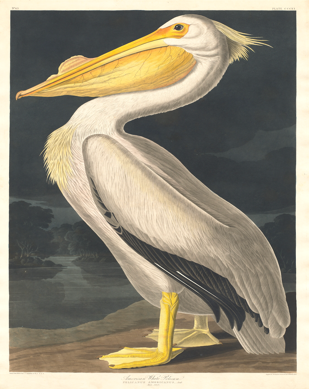 American White Pelican Antique Art Print