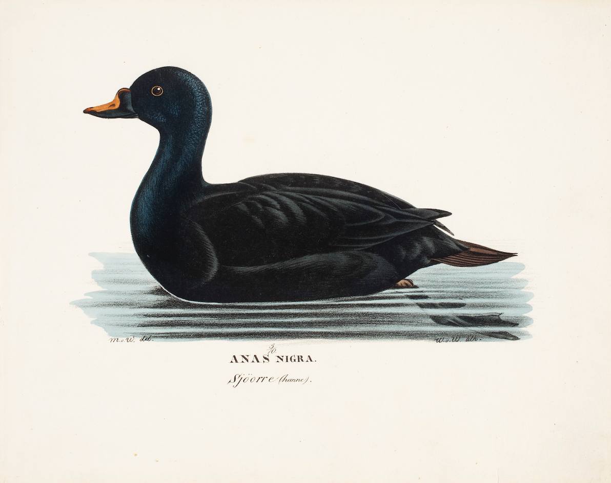 19th c. Black Duck Antique Art Print