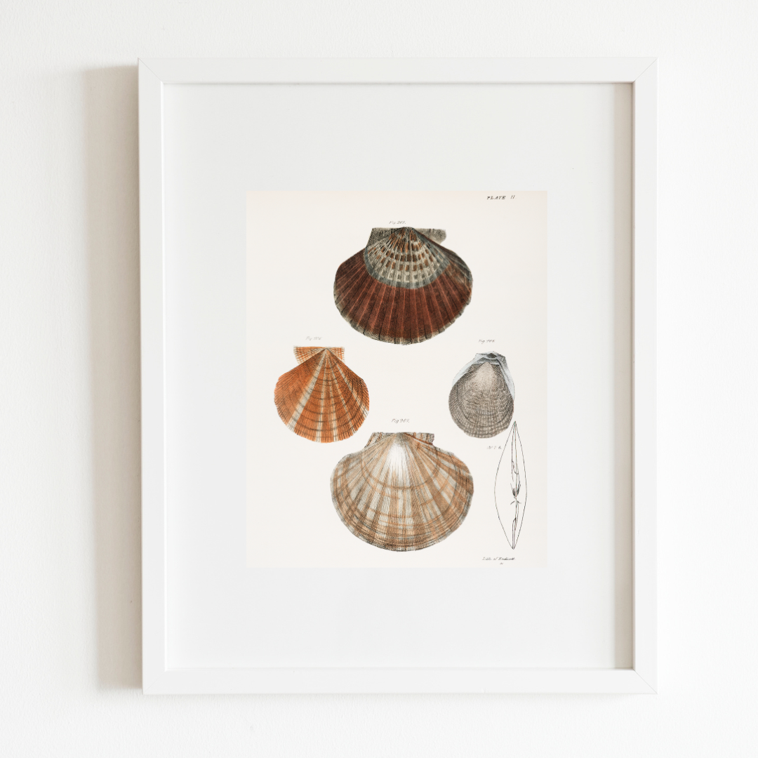 Seashells Antique Art Print