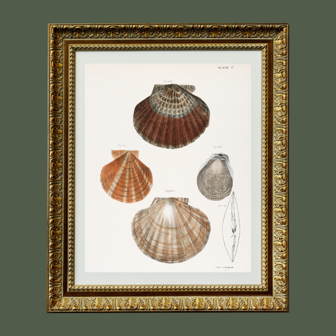 Seashells Antique Art Print