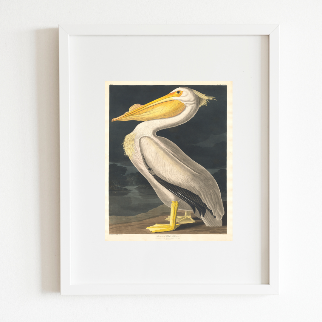 American White Pelican Antique Art Print