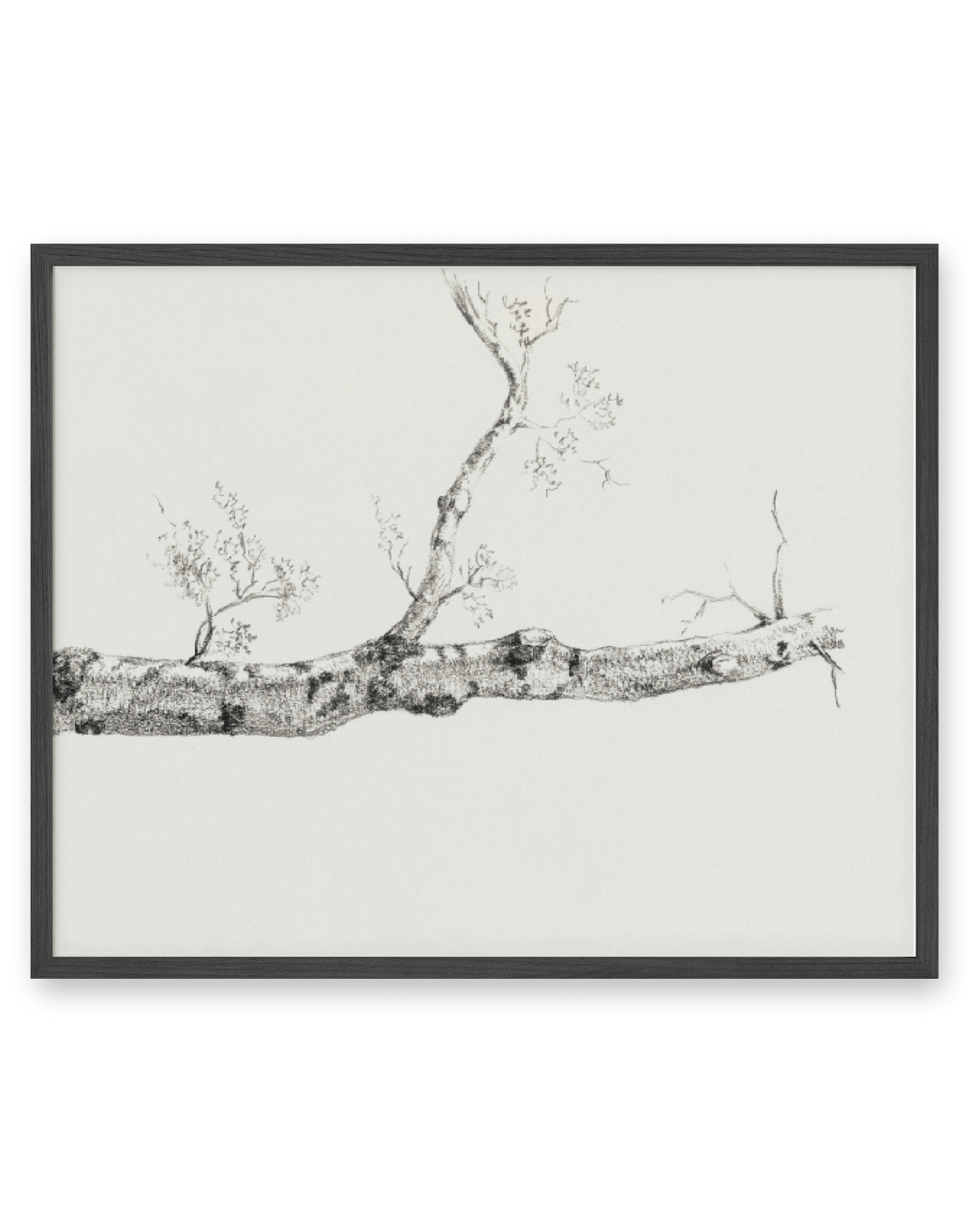 Birch Branch Sketch