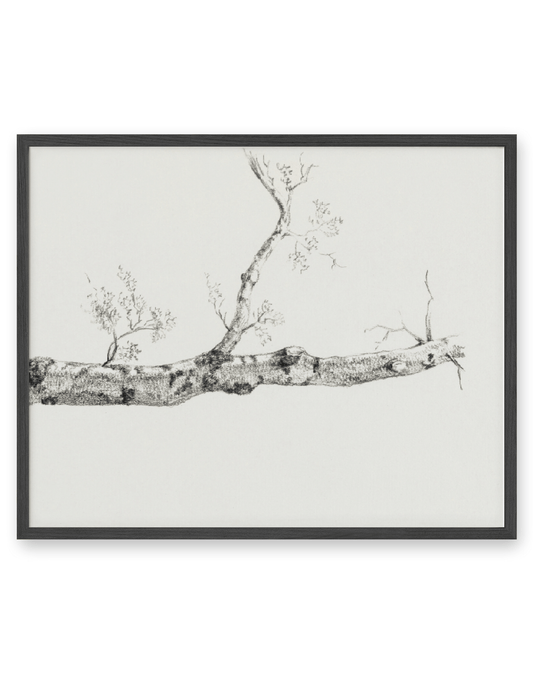 Birch Branch Sketch