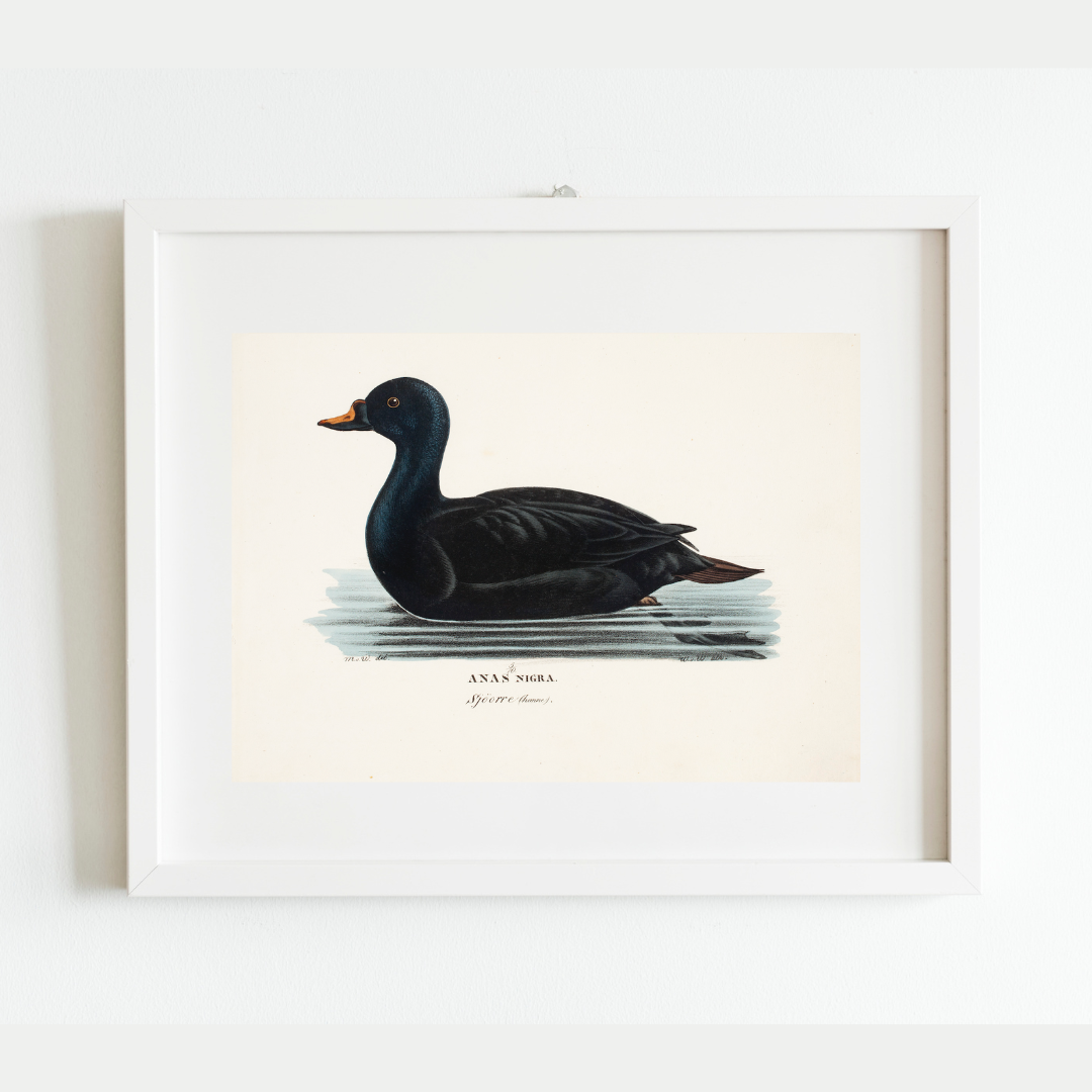 19th c. Black Duck Antique Art Print