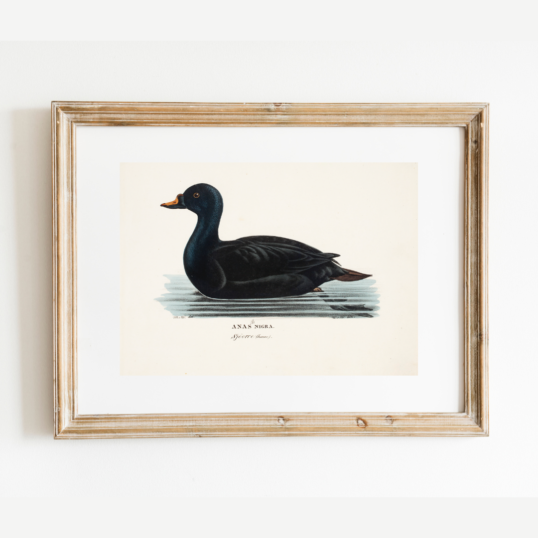 19th c. Black Duck Antique Art Print