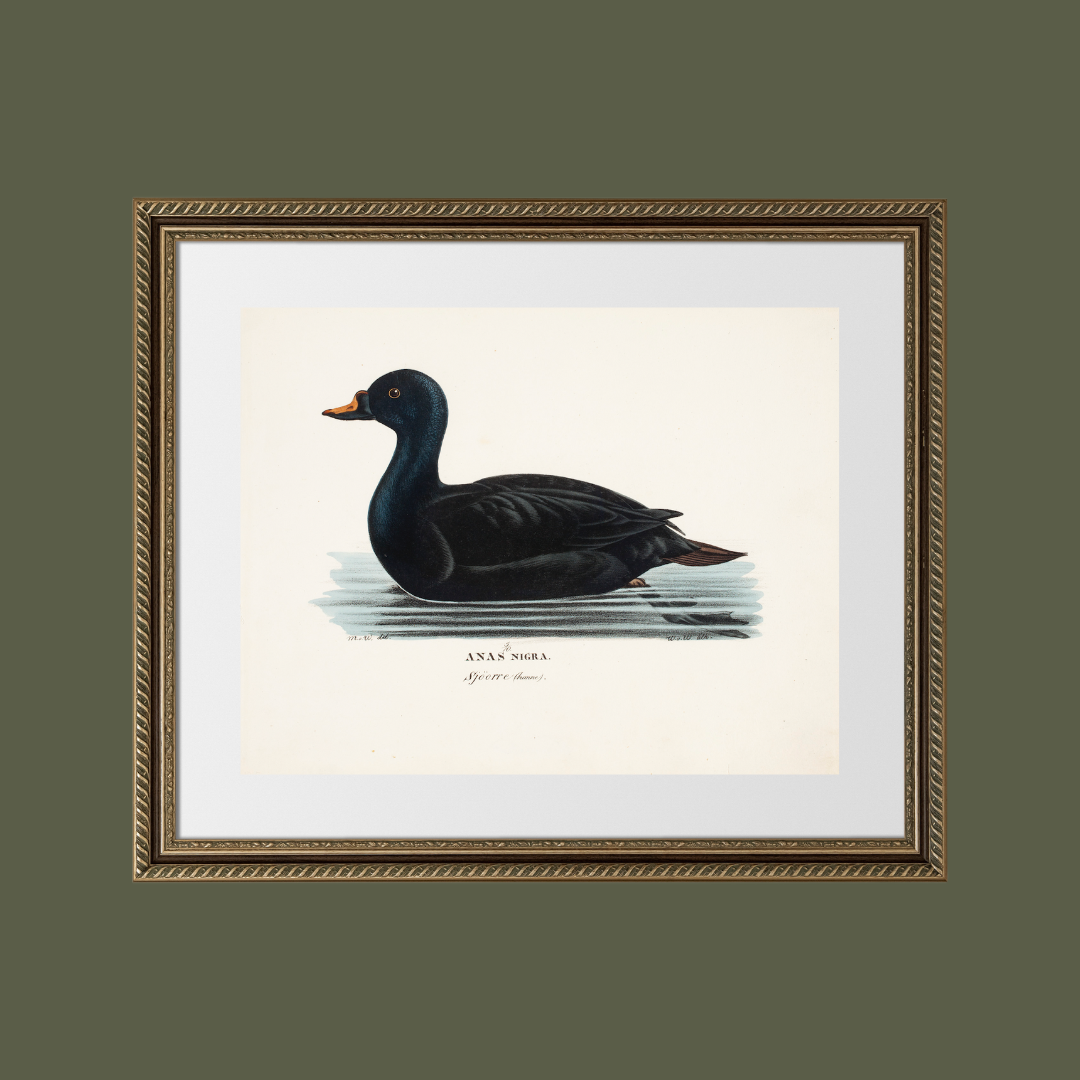 19th c. Black Duck Antique Art Print