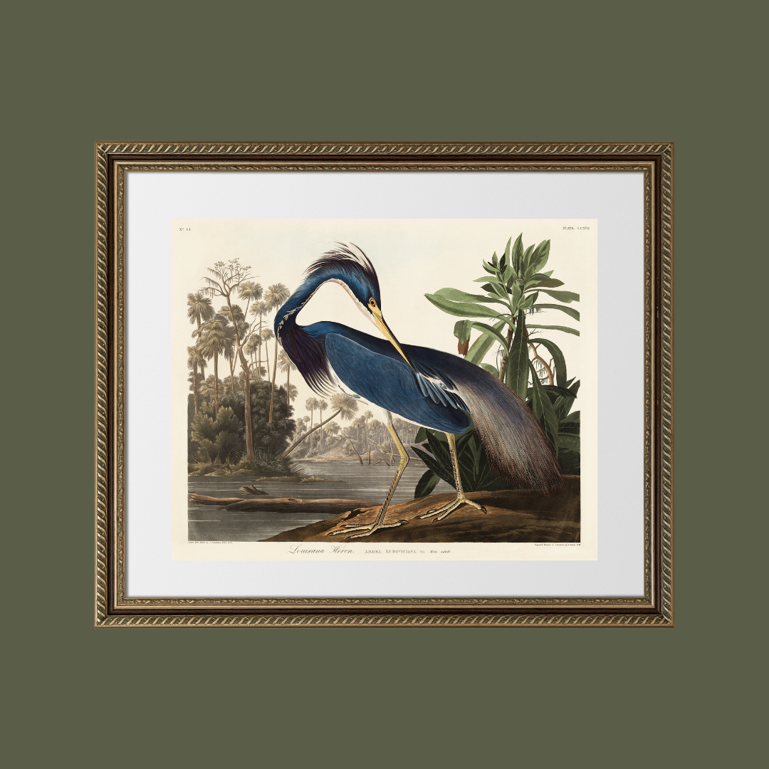 Louisiana Heron Antique Art Print