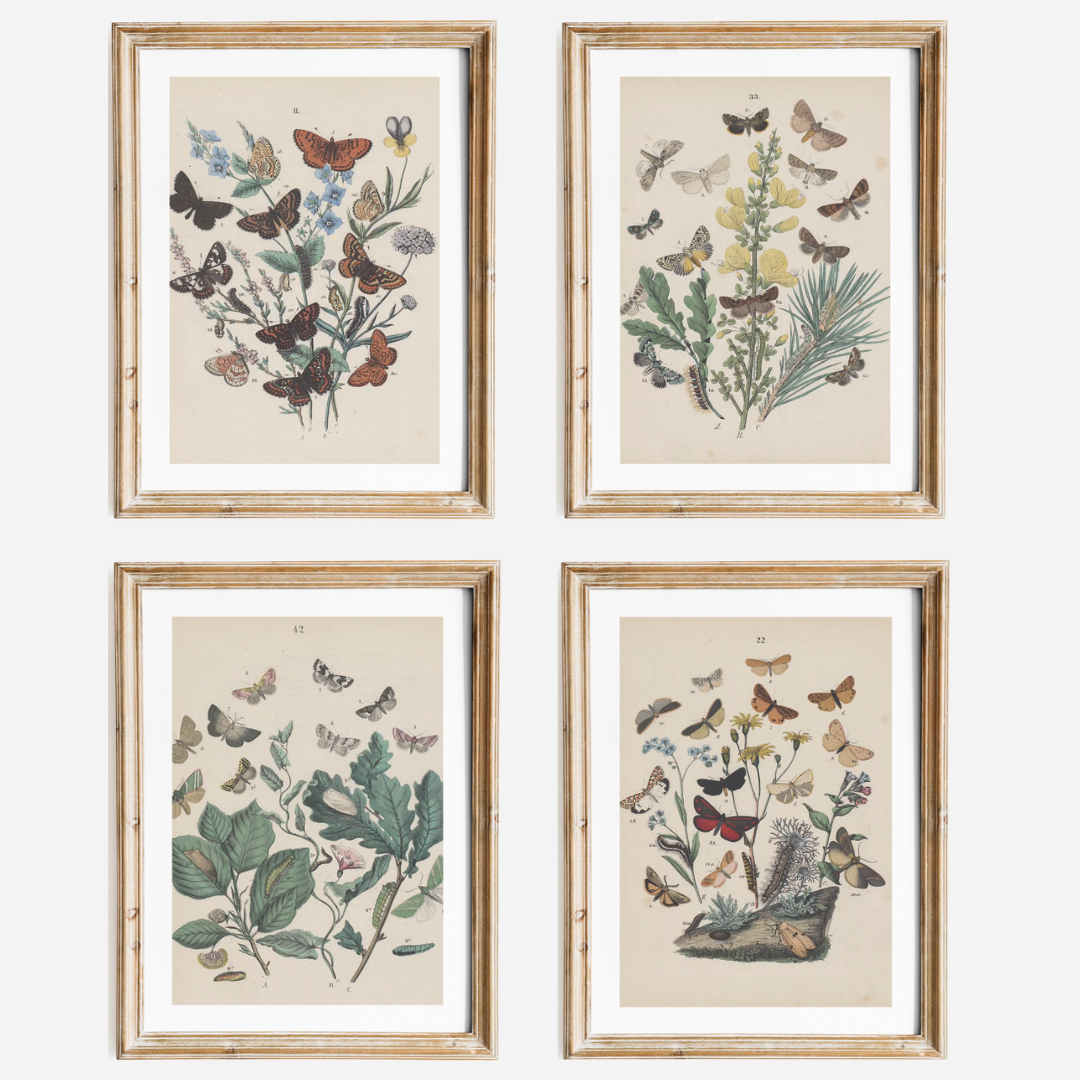 Butterflies Antique Print II