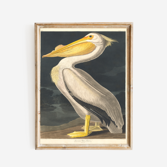 American White Pelican Antique Art Print