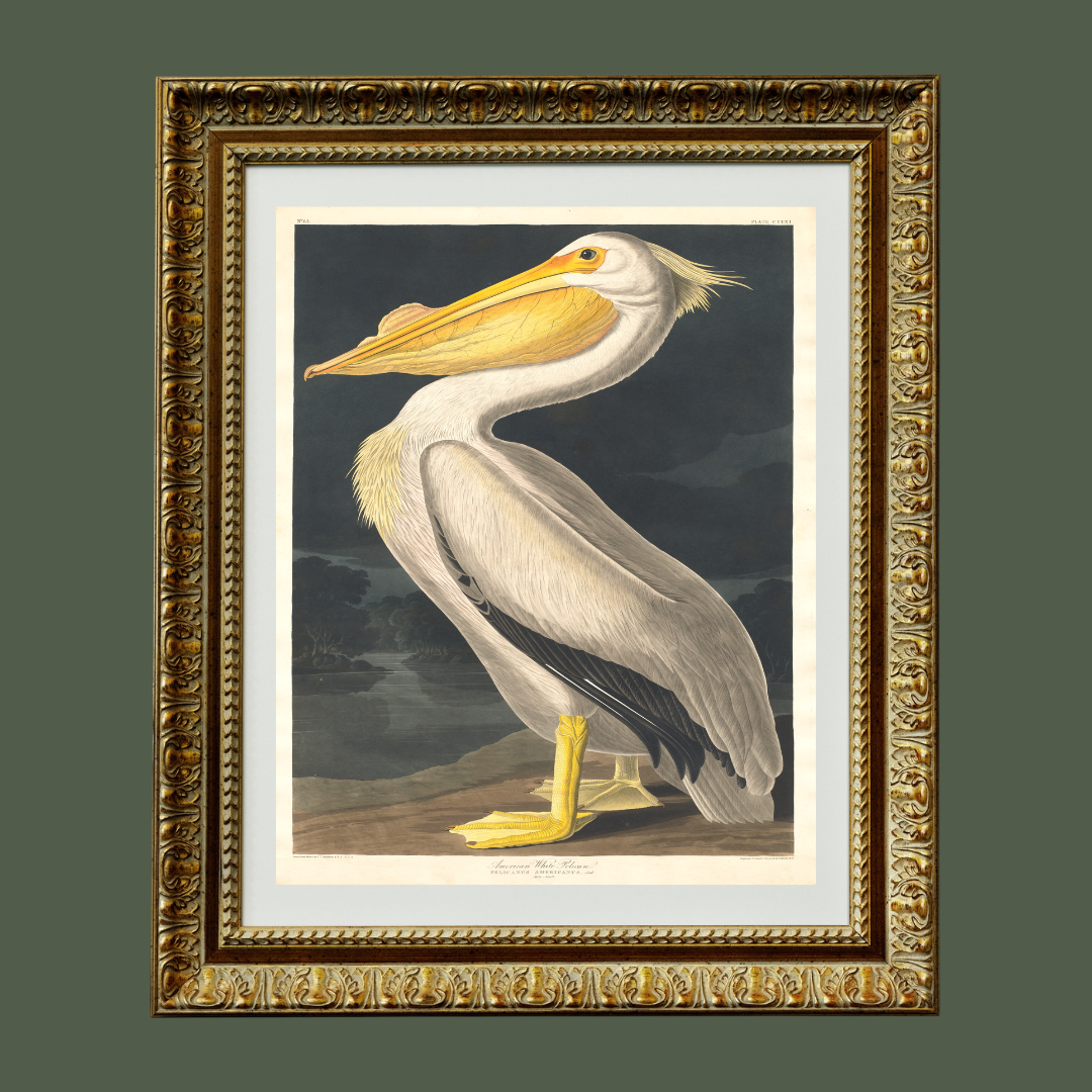 American White Pelican Antique Art Print