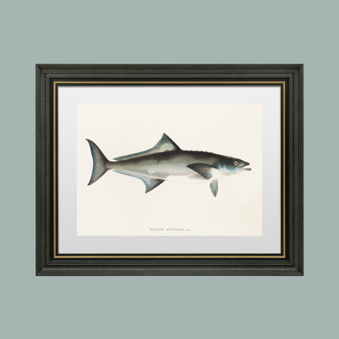 Fish Antique Art Print