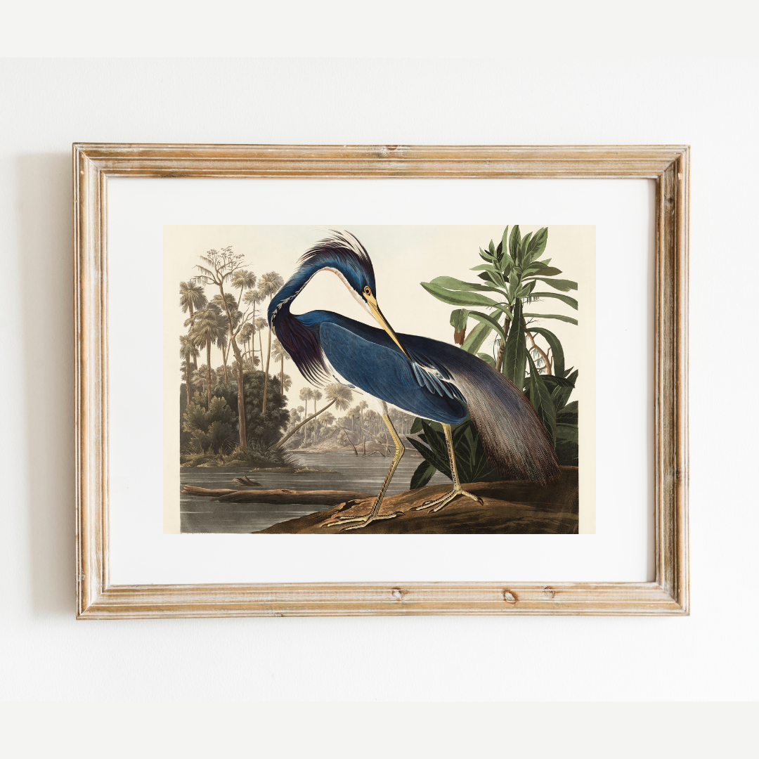 Louisiana Heron Antique Art Print