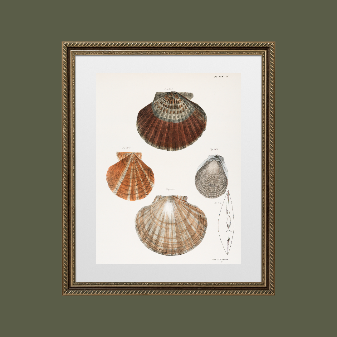 Seashells Antique Art Print