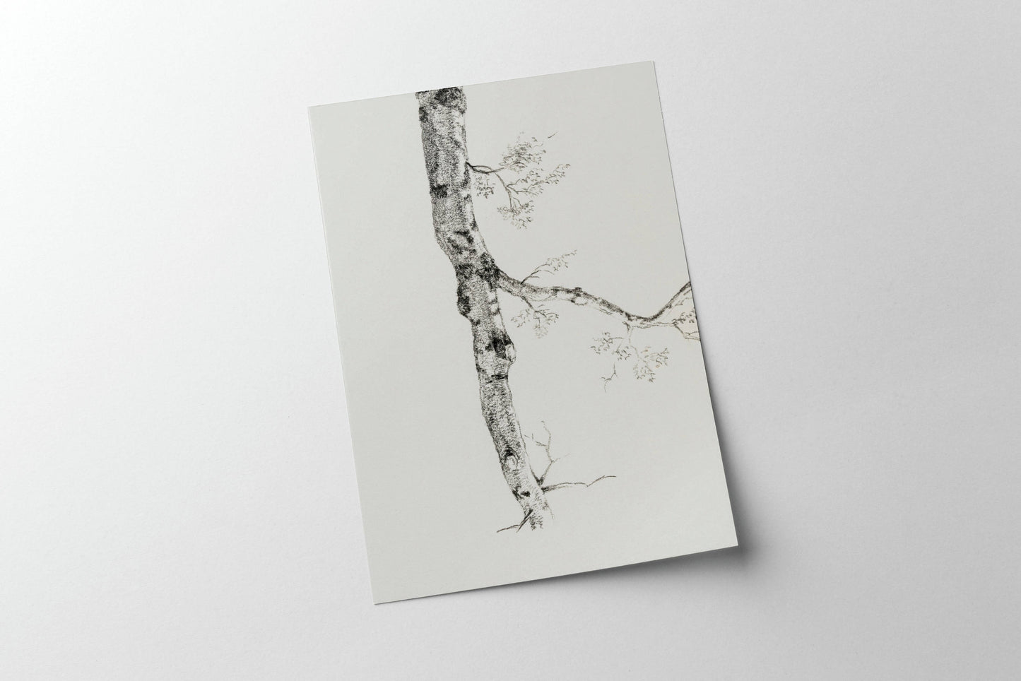 Birch Branch Sketch