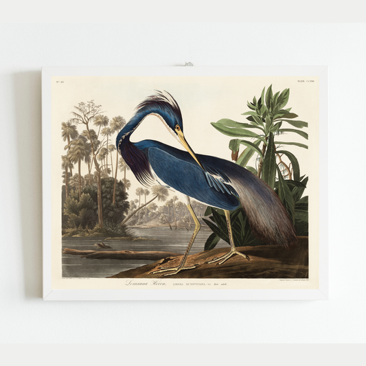 Louisiana Heron Antique Art Print