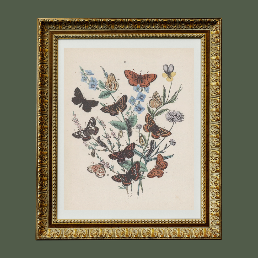 Butterflies Antique Print II