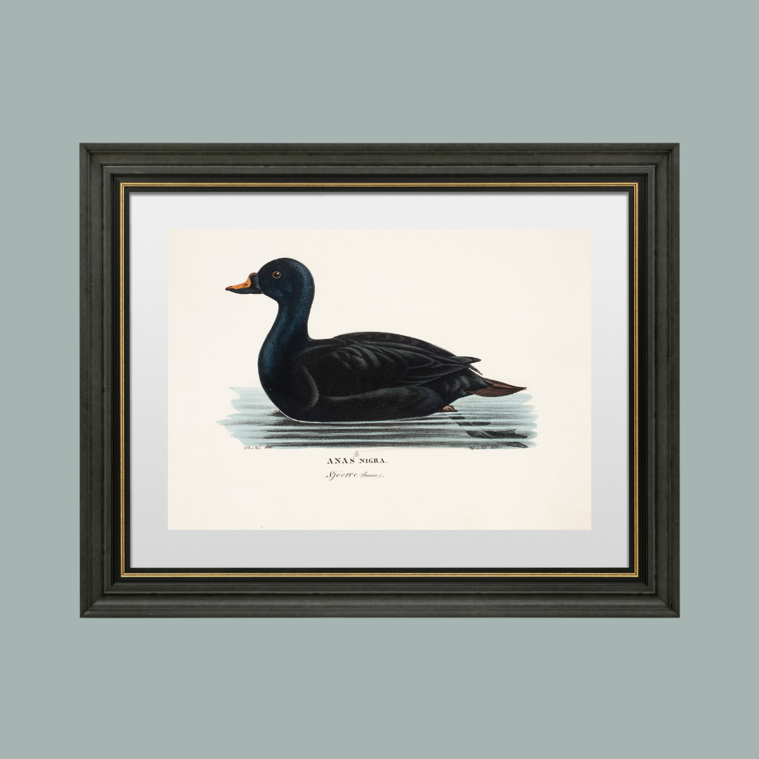 19th c. Black Duck Antique Art Print