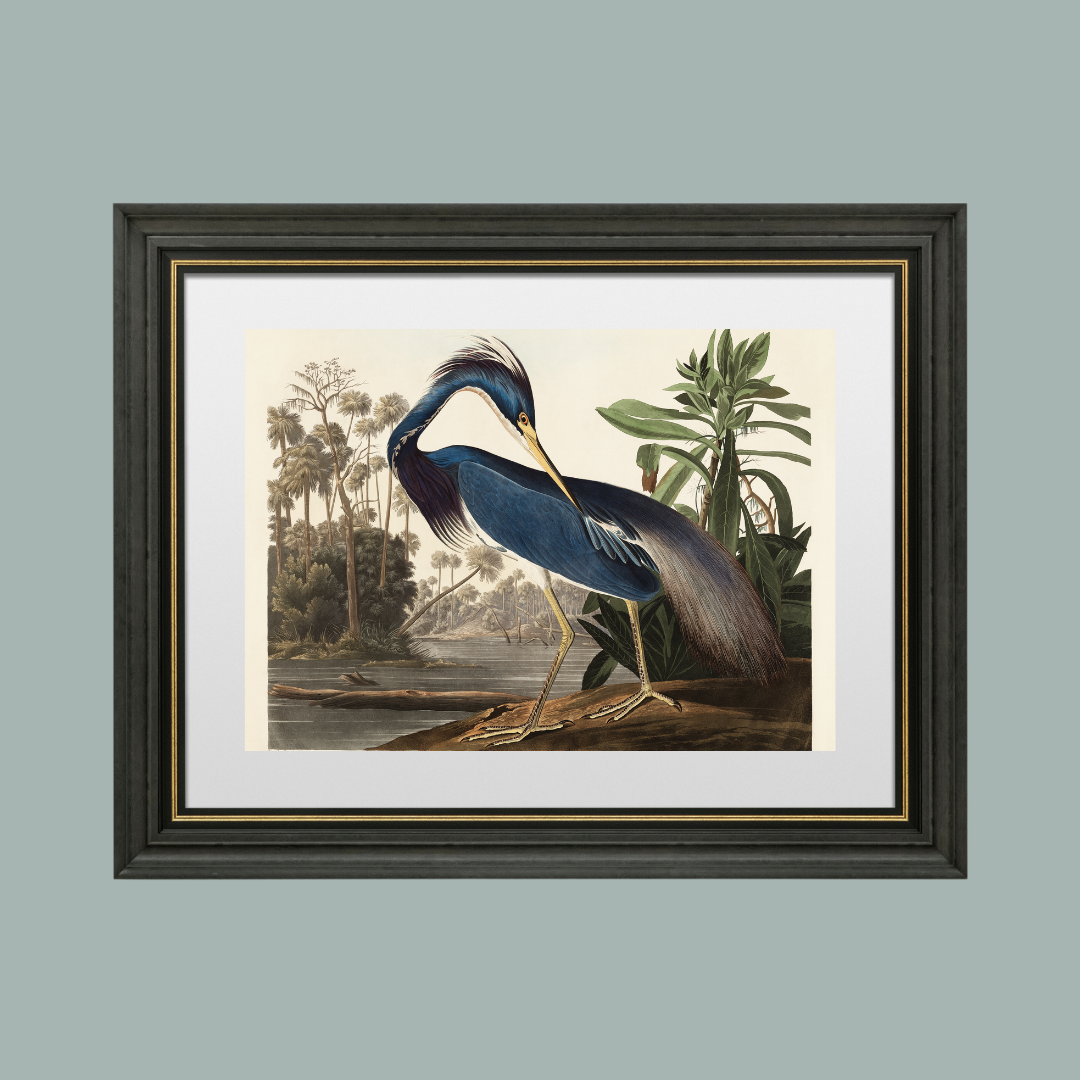 Louisiana Heron Antique Art Print