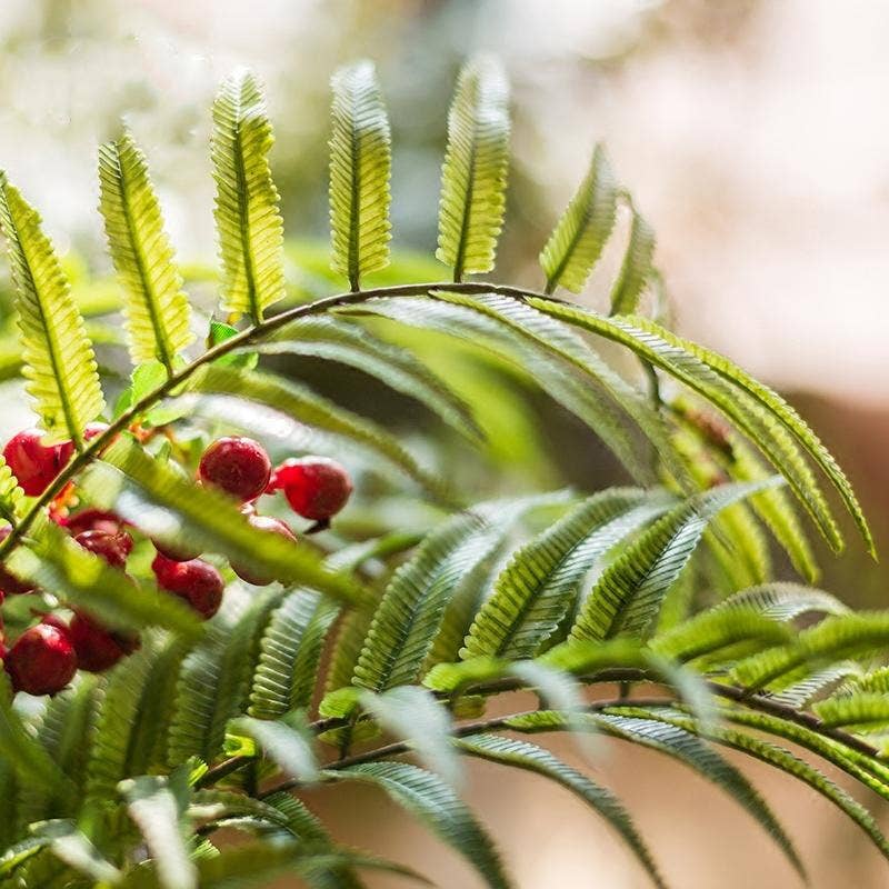 Artificial Plant Chain Fern Stem 22" Tall