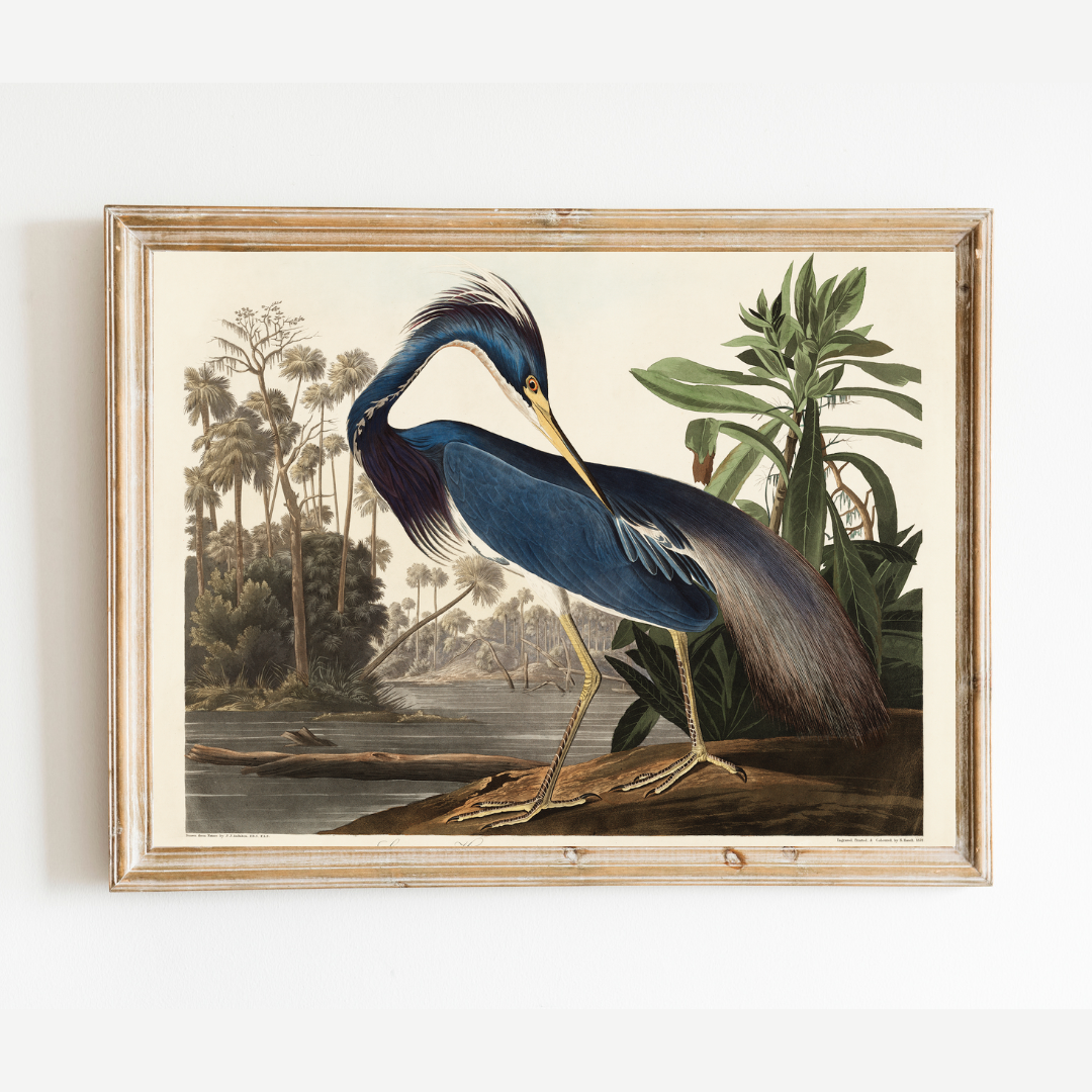 Louisiana Heron Antique Art Print