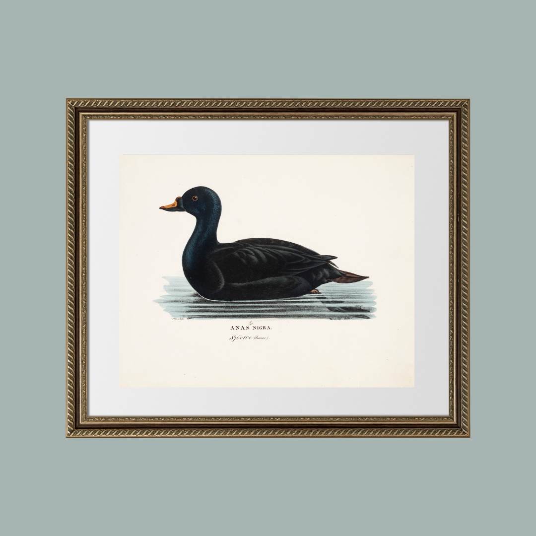 19th c. Black Duck Antique Art Print