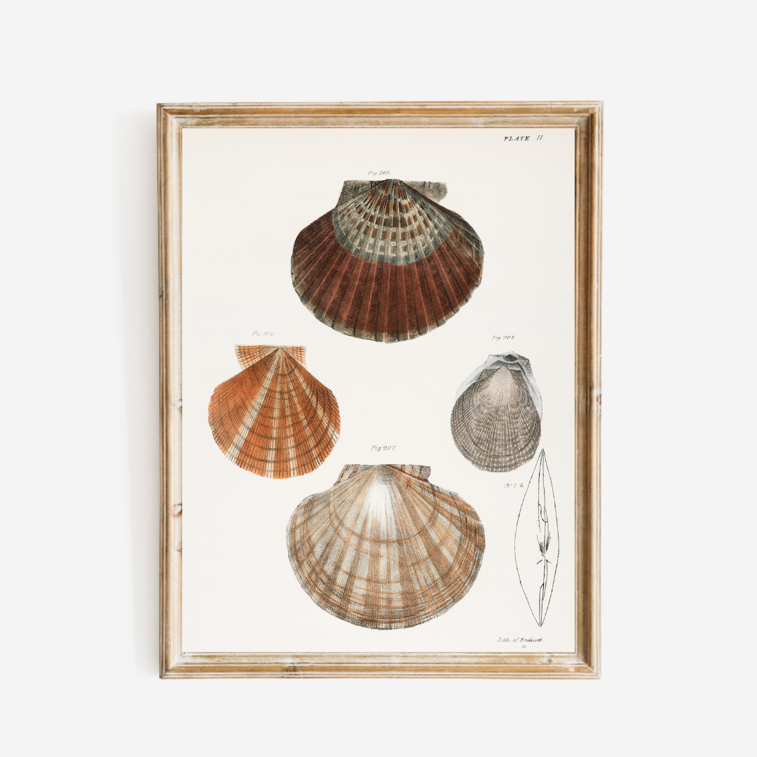 Seashells Antique Art Print