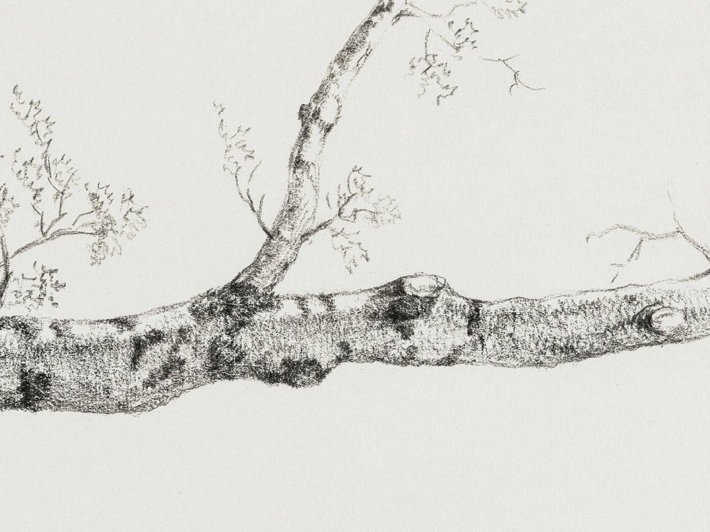 Birch Branch Sketch