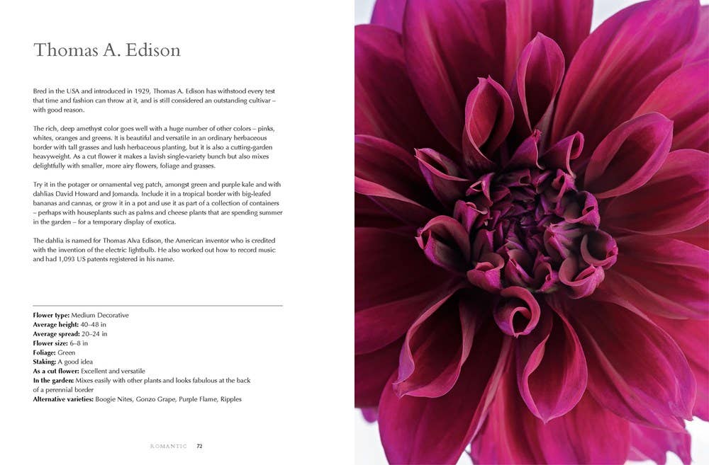 Dahlias; Beautiful Varieties for Home & Garden (hardcover)