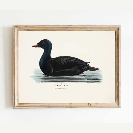 19th c. Black Duck Antique Art Print