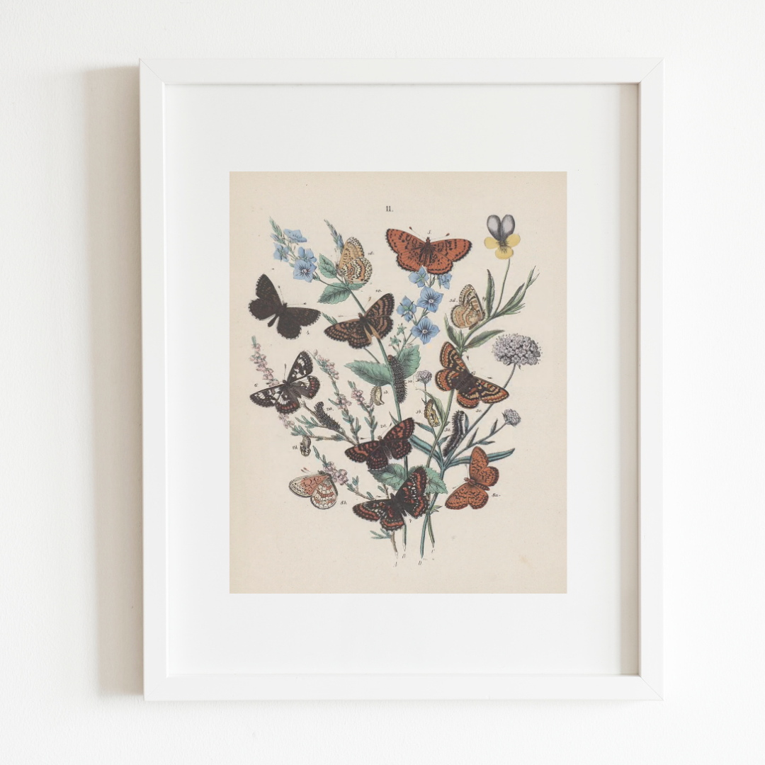 Butterflies Antique Print II