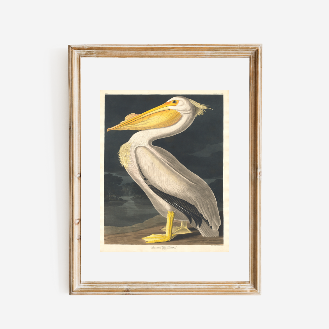 American White Pelican Antique Art Print