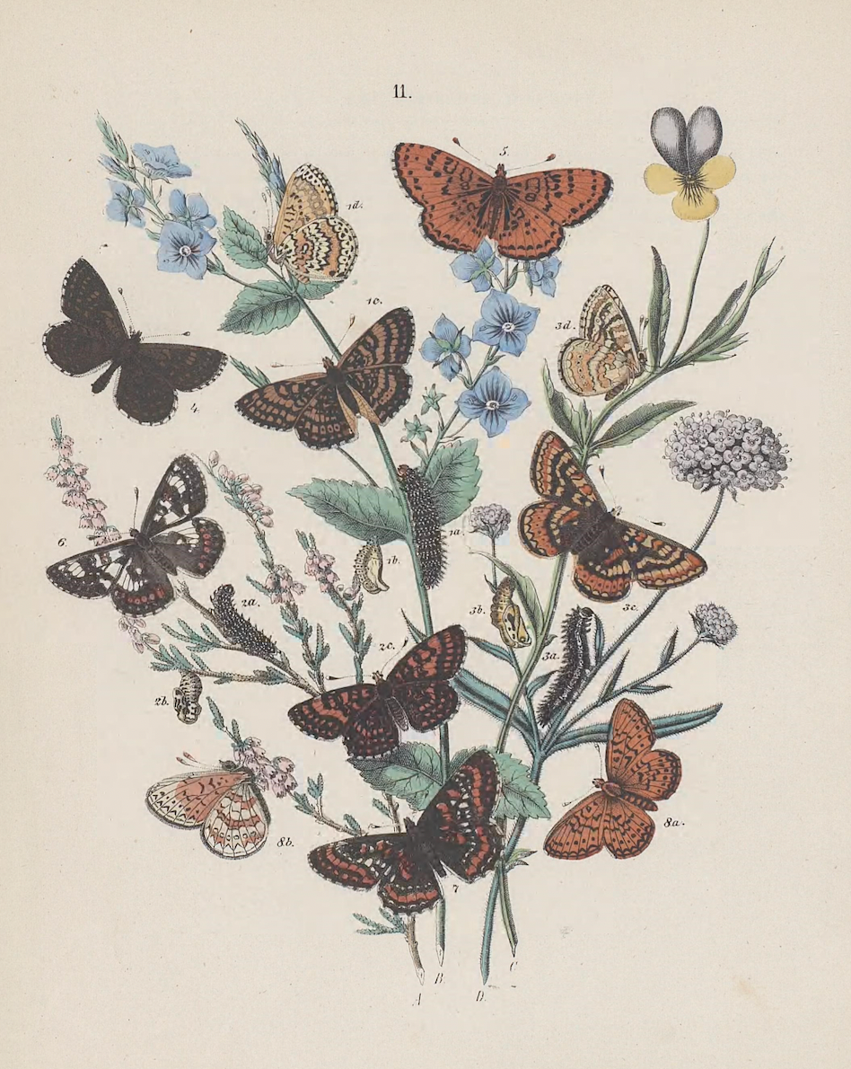 Butterflies Antique Print II