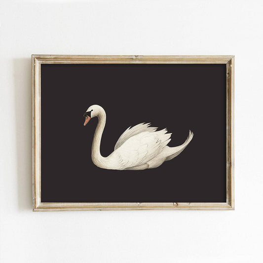 Swan on Black Art Print